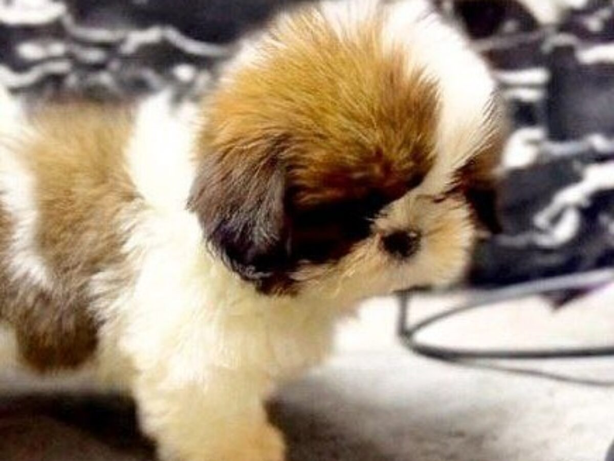 Shih Tzu Dogs and Puppies for sale | NewDoggy.com