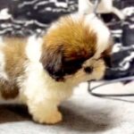 Giana-female-Shih-Tzu-puppy-for-sale-1-2