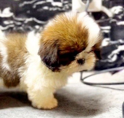 Giana Shih Tzu Giana Shih Tzu
