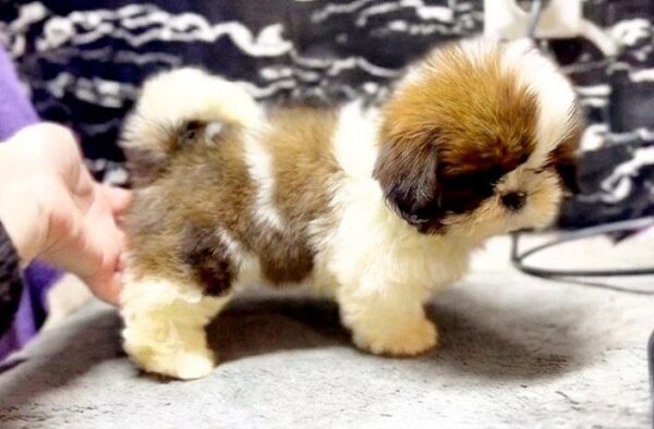 Giana Shih Tzu Giana Shih Tzu