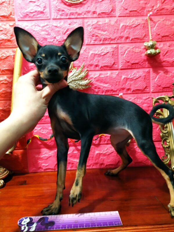 Glafira Russian Toy Terrier Glafira Russian Toy Terrier