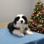 Gloria-female-border-collie-puppy-for-sale-1 (1)
