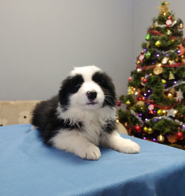 Gloria Border Collie Gloria Border Collie