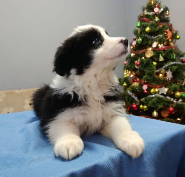 Gloria Border Collie Gloria Border Collie