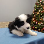 Gloria-female-border-collie-puppy-for-sale-1 (3)