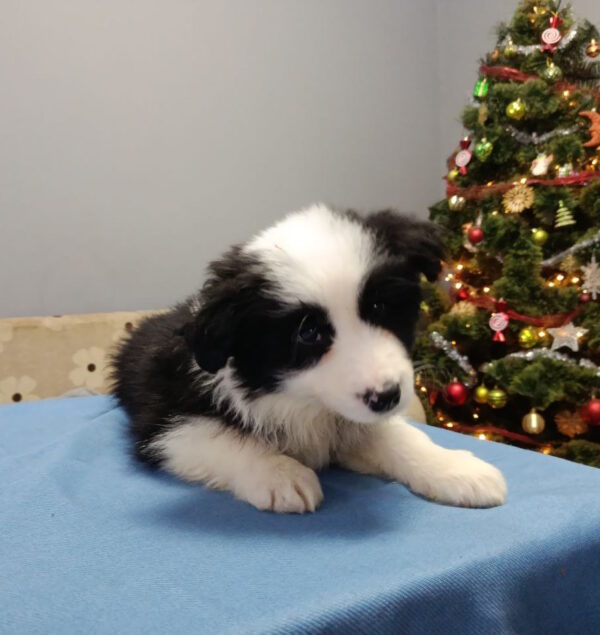 Gloria Border Collie Gloria Border Collie