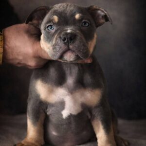 Hanna American Bully Hanna American Bully