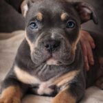 Hanna-female-American-Bully-puppy-for-sale-2