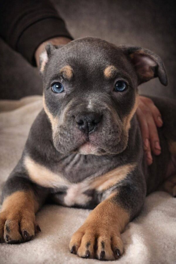 Hanna American Bully Hanna American Bully