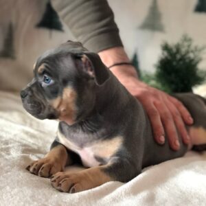 Hanna American Bully Hanna American Bully