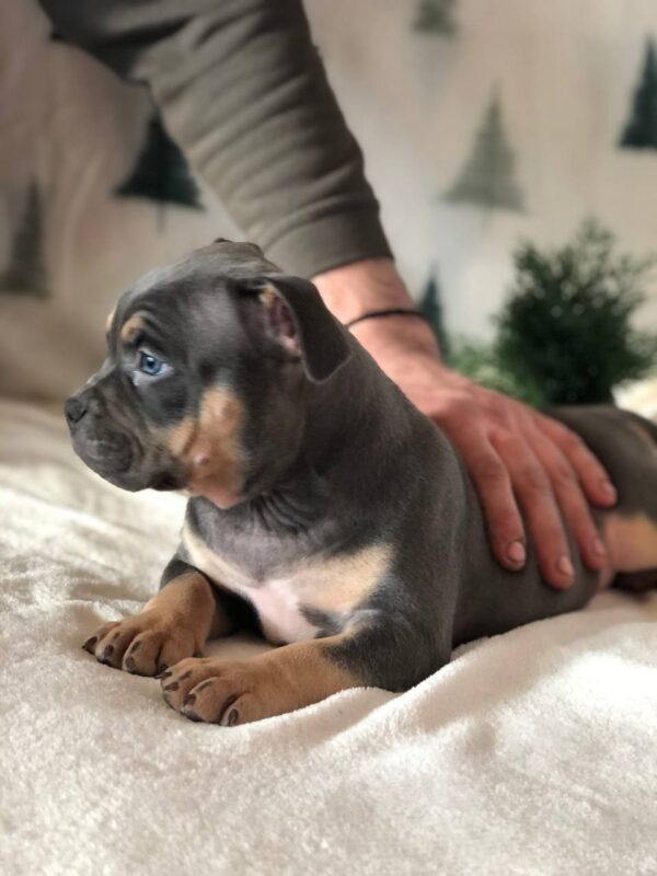 Hanna American Bully Hanna American Bully