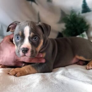 Hanrix American Bully Hanrix American Bully