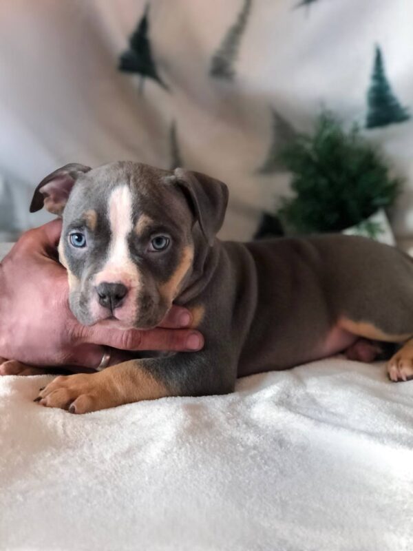 Hanrix American Bully Hanrix American Bully