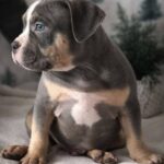 Hanrix-male-American-Bully-puppy-for-sale-2