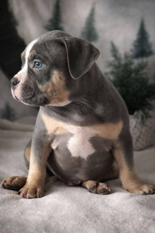 Hanrix American Bully Hanrix American Bully