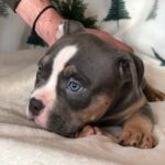 Hanrix-male-American-Bully-puppy-for-sale-3