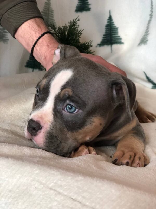 Hanrix American Bully Hanrix American Bully