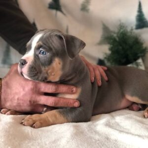 Hanrix American Bully Hanrix American Bully