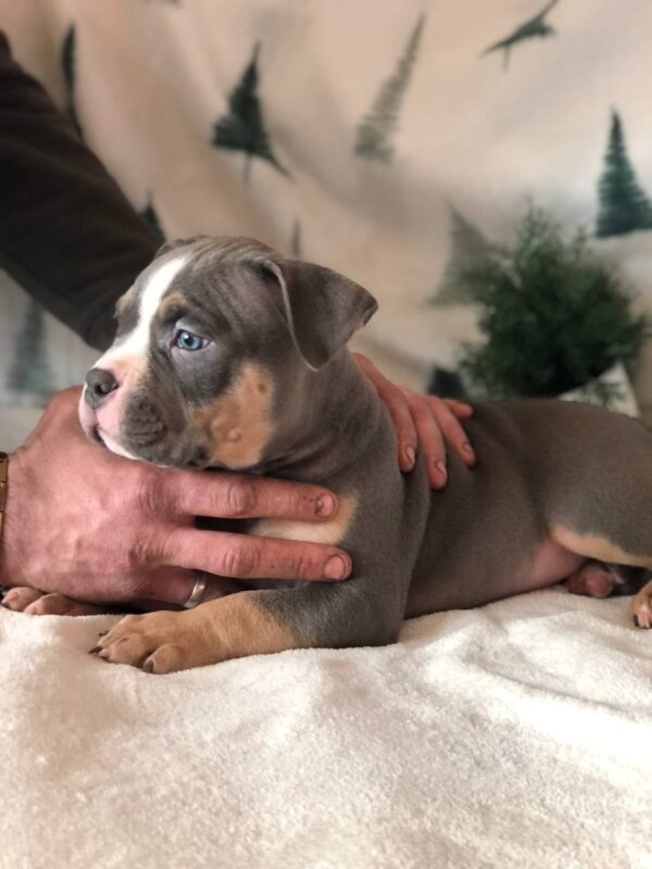 Hanrix American Bully Hanrix American Bully