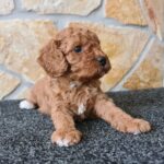 Haruka-female-cavapoo-puppy-for-sale-1 (1)