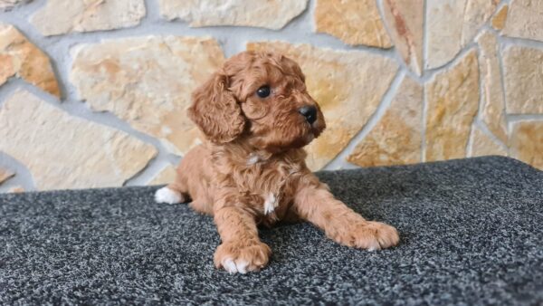 Haruka Cavapoo Haruka Cavapoo