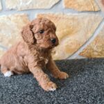 Haruka-female-cavapoo-puppy-for-sale-1 (2)