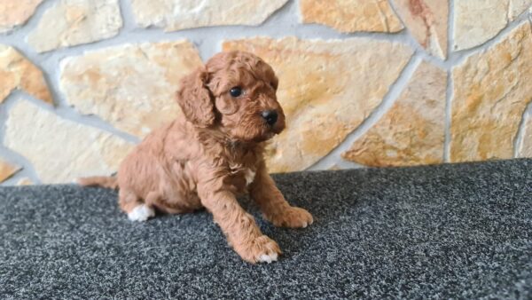 Haruka Cavapoo Haruka Cavapoo