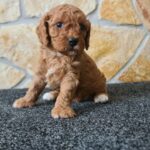 Haruka-female-cavapoo-puppy-for-sale-1 (3)