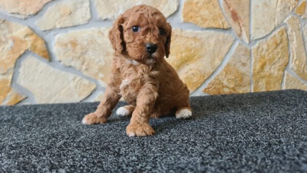 Haruka Cavapoo Haruka Cavapoo