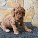 Haruka-female-cavapoo-puppy-for-sale-1 (4)