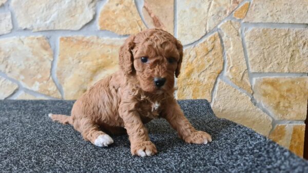 Haruka Cavapoo Haruka Cavapoo