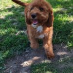 Hilda-cavapoo-female-puppy-for (1)