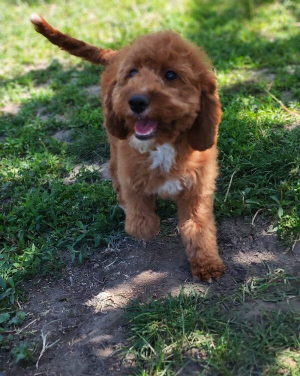 Hilda Cavapoo Hilda Cavapoo