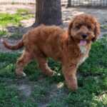 Hilda-cavapoo-female-puppy-for (2)