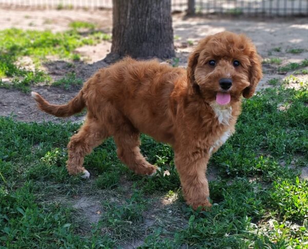 Hilda Cavapoo Hilda Cavapoo