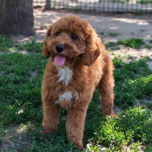 Hilda Cavapoo Hilda Cavapoo