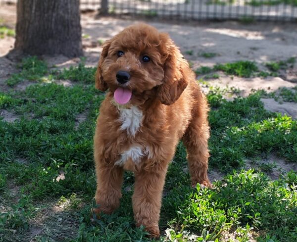 Hilda Cavapoo Hilda Cavapoo