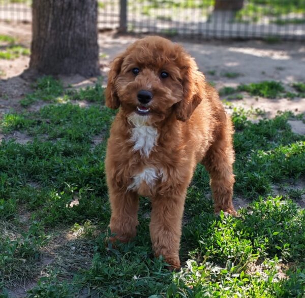 Hilda Cavapoo Hilda Cavapoo