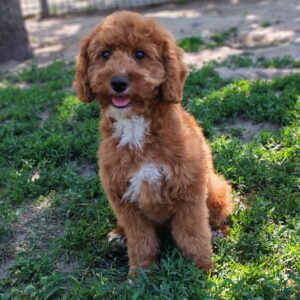 Hilda Cavapoo Hilda Cavapoo
