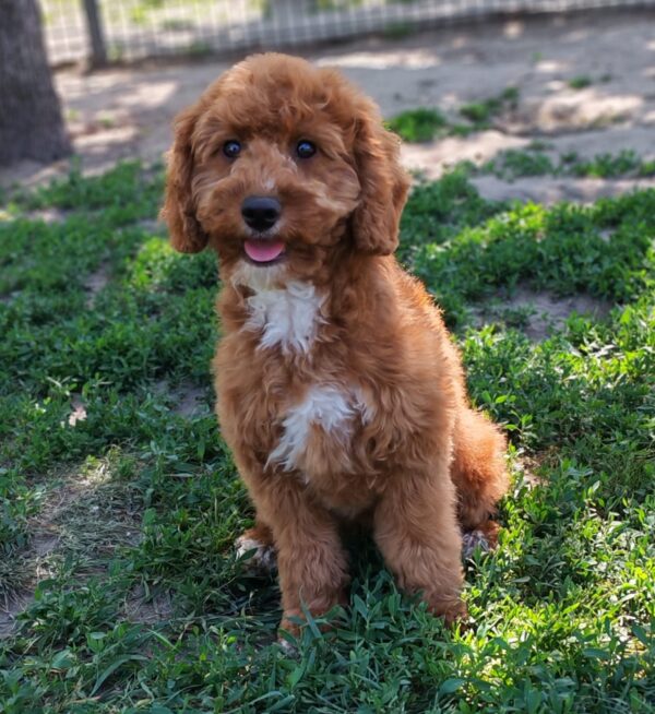 Hilda Cavapoo Hilda Cavapoo