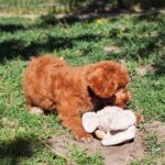 Hilda-cavapoo-female-puppy-for (6)