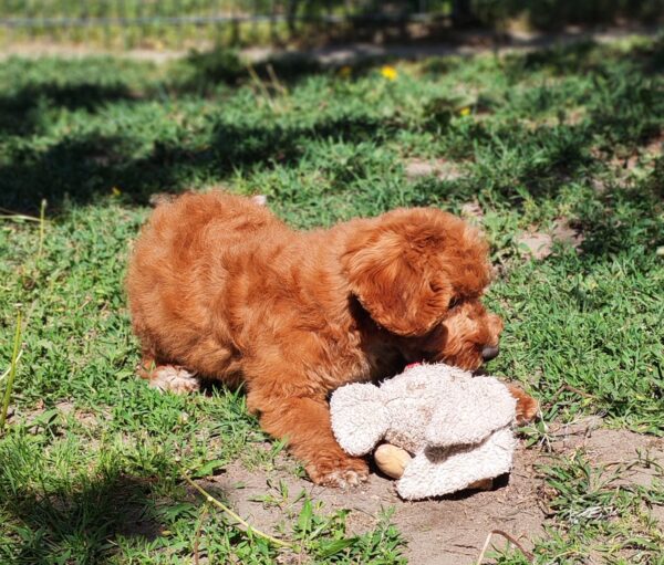 Hilda Cavapoo Hilda Cavapoo