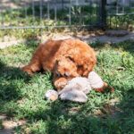 Hilda-cavapoo-female-puppy-for (7)