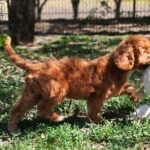 Hilda-cavapoo-female-puppy-for (8)
