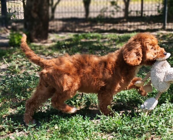 Hilda Cavapoo Hilda Cavapoo