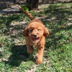 Hilda-cavapoo-female-puppy-for (9)