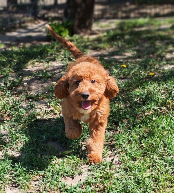 Hilda Cavapoo Hilda Cavapoo