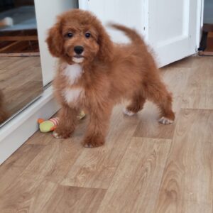 Hilda Cavapoo Hilda Cavapoo