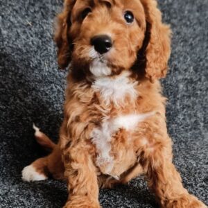 Hilda Cavapoo Hilda Cavapoo