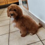 Hilda-female-cavapoo-puppy-for-sale- (1)